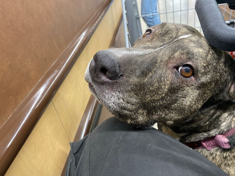 A dark brindle dog with brown eyes looks up at a person. 