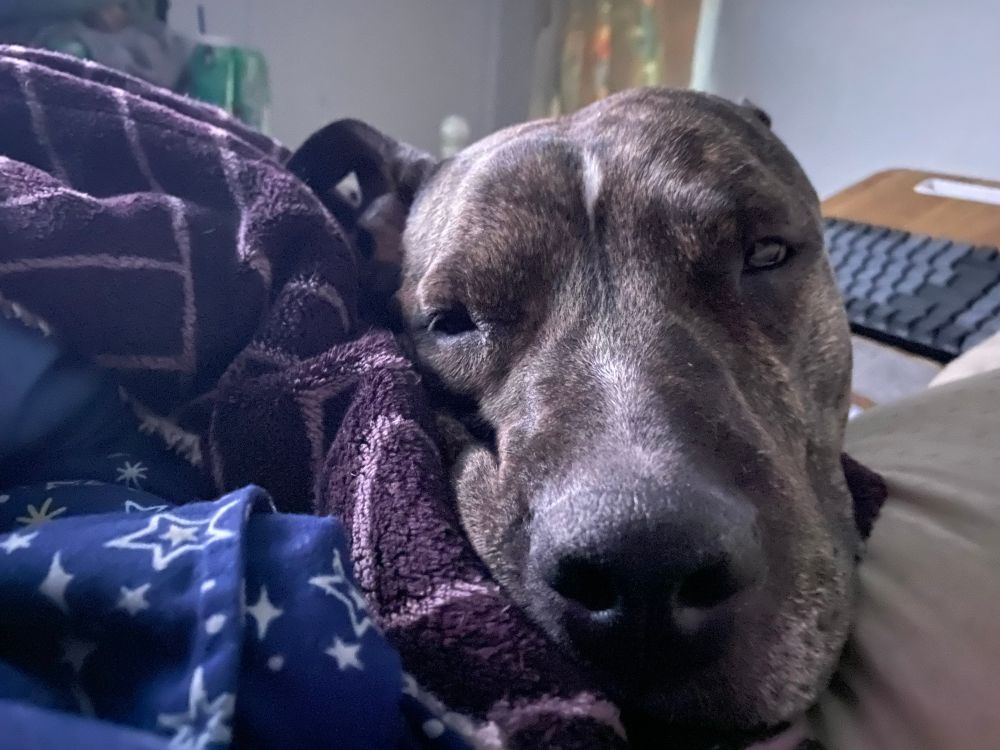 A dark brindle dog stares lovingly at her human, her face surrounded by bedding