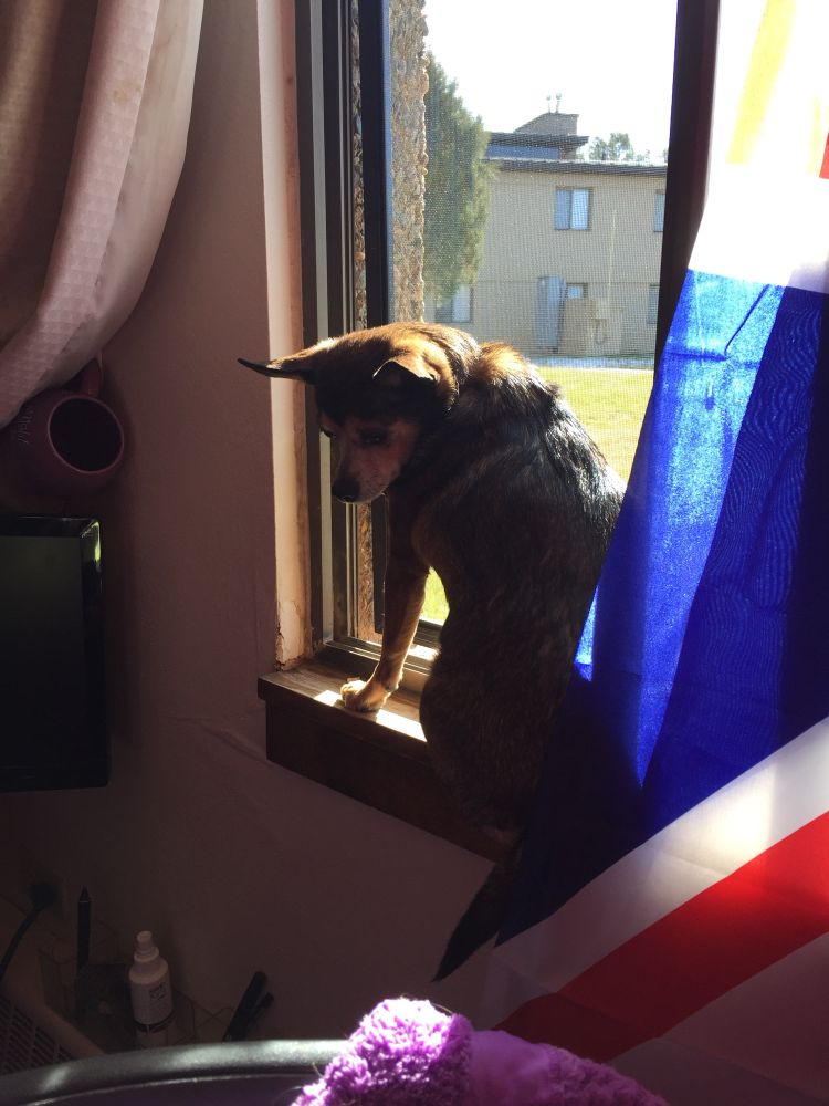 A small dog sits on a windowsill and looks down. 