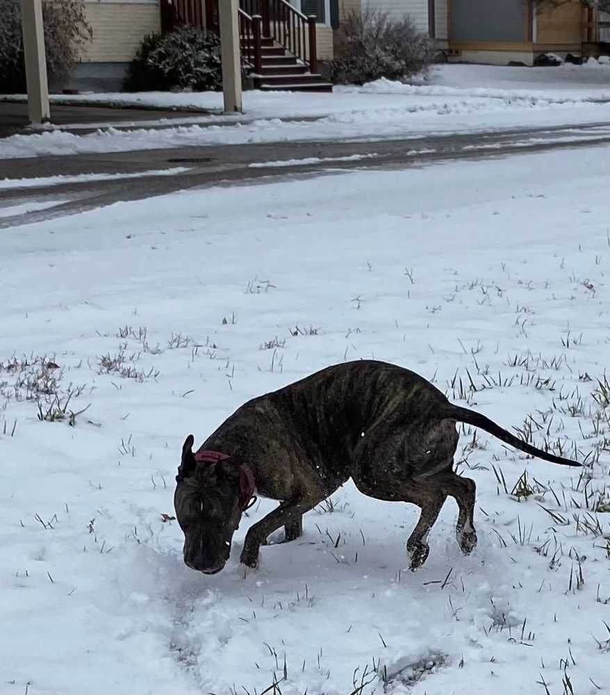 A dark brindle dog bites at snow in the air with three of her four feet raised, as if she’s turning on one foot. 
