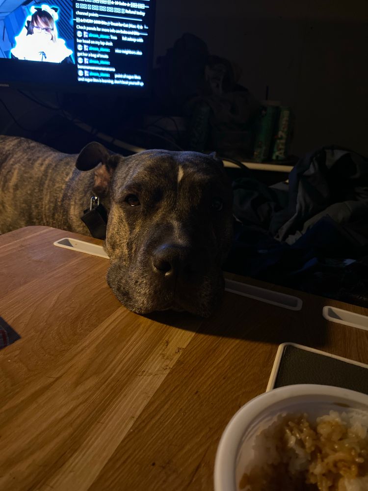 A dark brindle dog rests her head on a lap desk and stares at a bowl of rice 