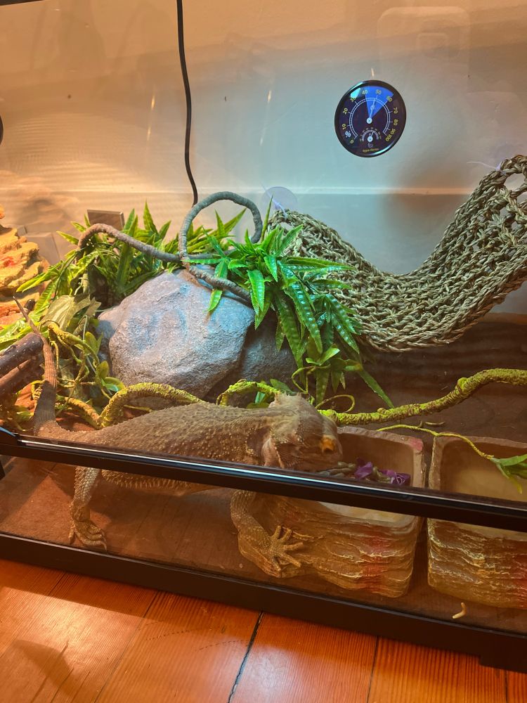 Bearded dragon eating