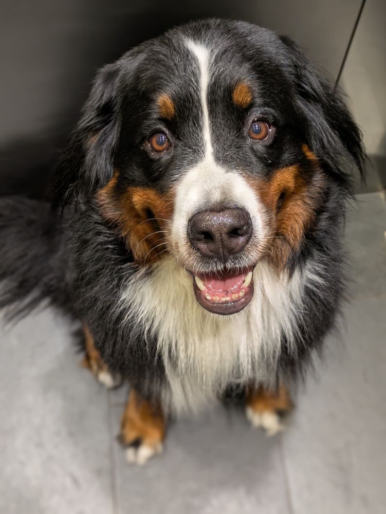 Bernese mountain dog 