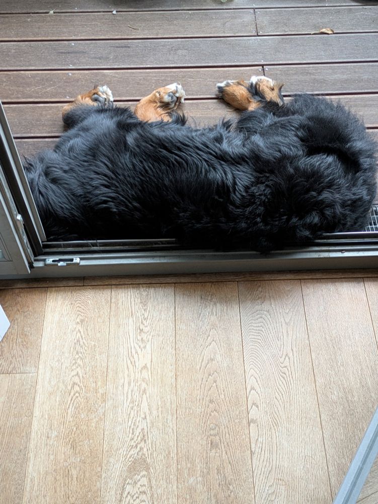 Bernese Mountain Dog sleeping on the balcony 