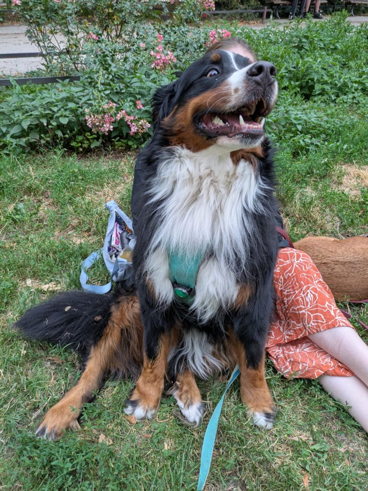 Bernese mountain dog 