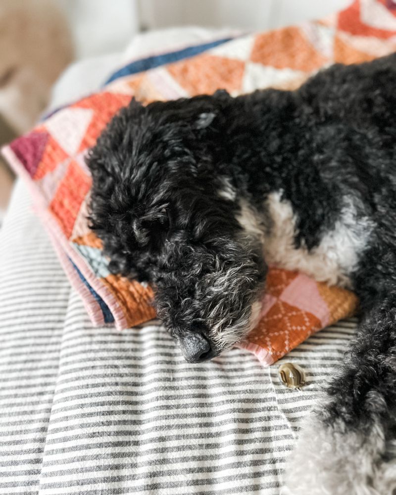 A black and gray curly-haired dog is curled up asleep on a bed, resting on a vibrant quilt featuring orange, pink, and blue tones. The dog’s face is nestled into the fabric, and a sewing needle with thread is visible in the foreground, hinting at the handmade craftsmanship of the quilt.