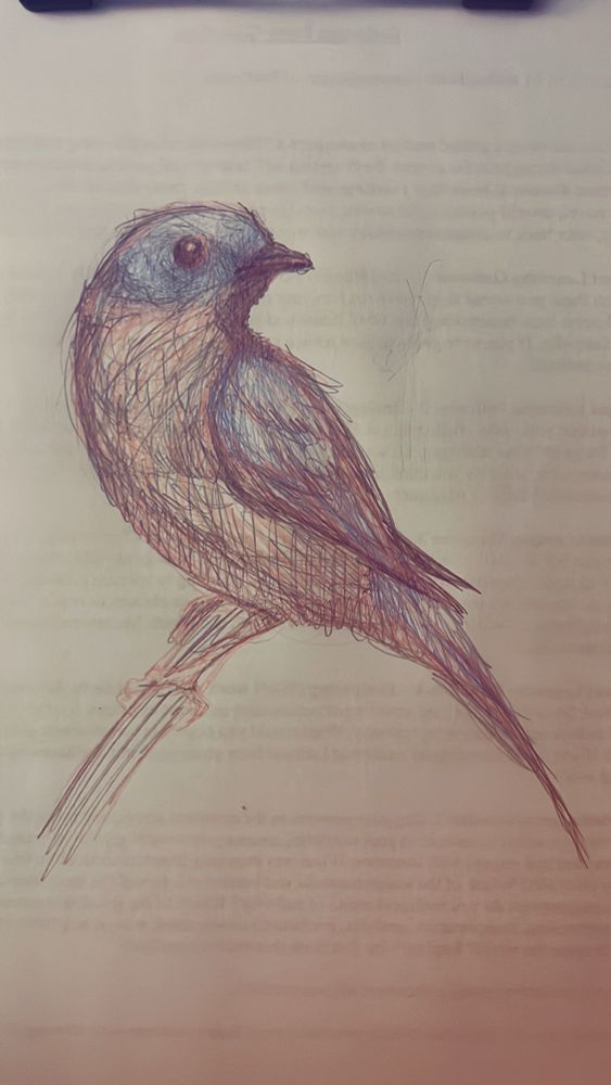 Pencil on paper drawing of a bird