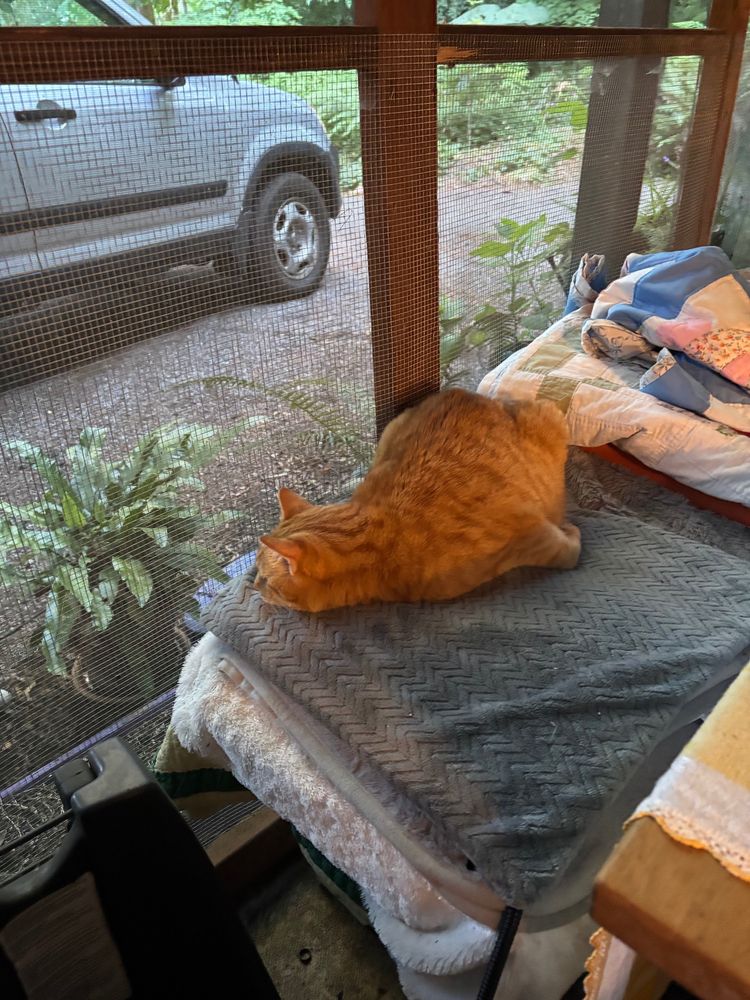 Orange cat sleeps on a screen porch