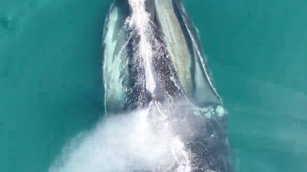A North Atlantic right whale is seen from above, and a cloud of spray is visible coming out of the blowholes.