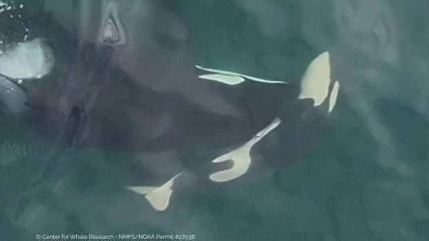 An orca is seen pushing a dead orca calf from above.