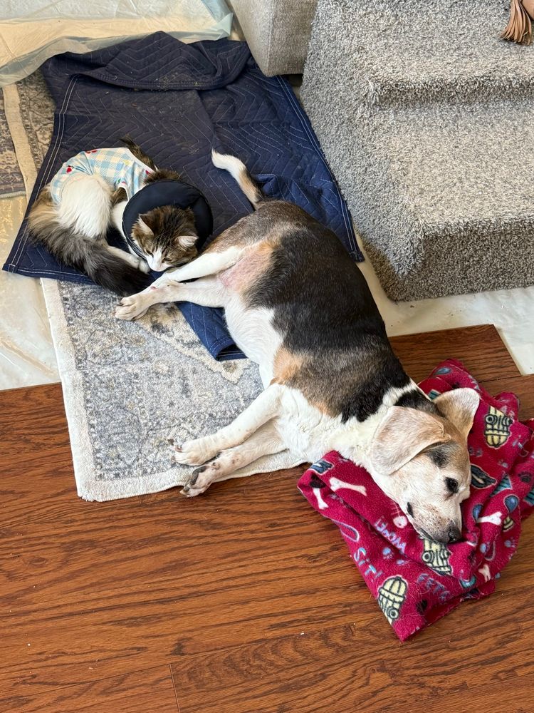 Grey and white kitten lying against the backside of a terminally ill elderly tri-color beagle who will be leaving us soon. 