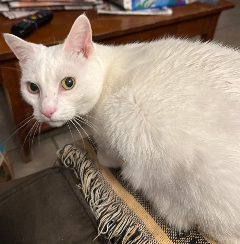 White cat on the couch, ready for sports 