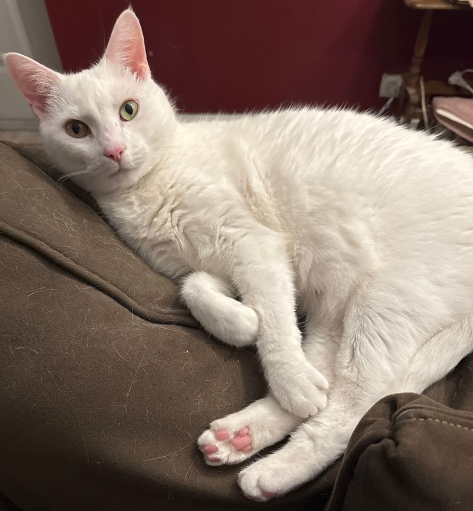 White cat looking at you, kid, shot one rear paw’s worth of pink toe beans 