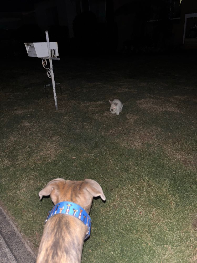 White rabbit sitting on lawn in a relaxed pose eating grass in centre of picture. 
Bottom of frame is the back of the long neck and head of a a fawn and blue - greyishbrindle greyhound staring at the rabbit with ears up to the side. 
Greyhound is wearing a royal blue collar with little cartoon greyhounds. 

Greyhound has focused body language 