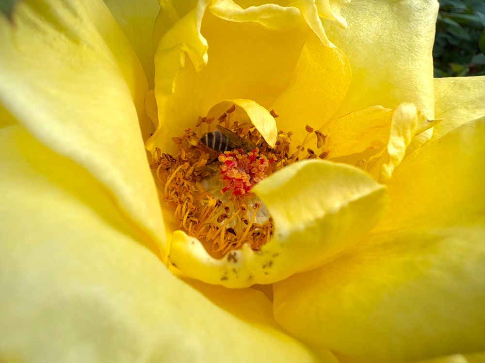 A bee in a yellow rose