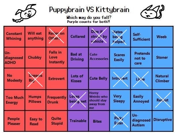 pretty solid evidence that i'm kittybrained