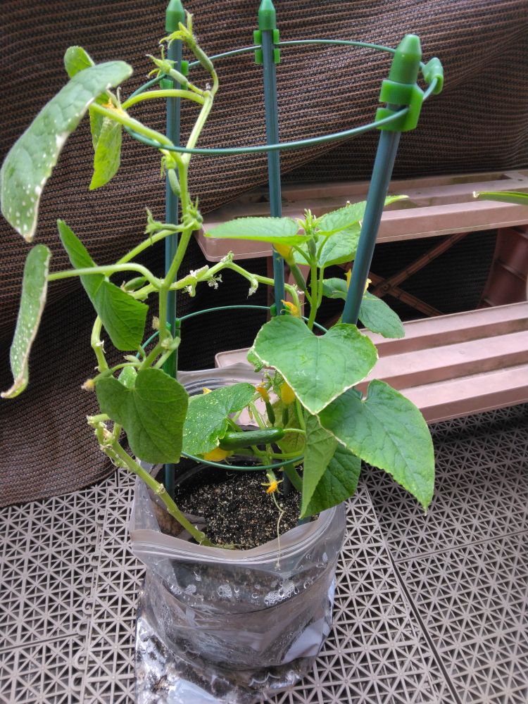 写真。鉢植えのキュウリ全体。