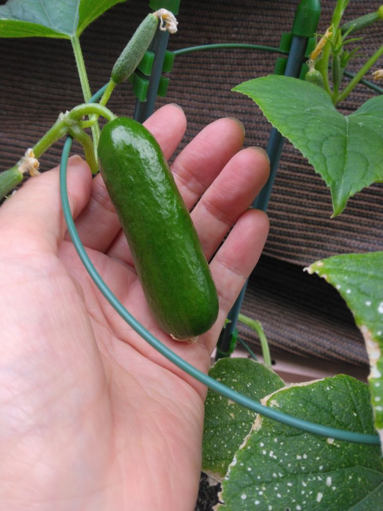 写真。鉢植えのキュウリの実を手にのせたところ。実の長さは、わたしの指4本の幅と同じくらい。