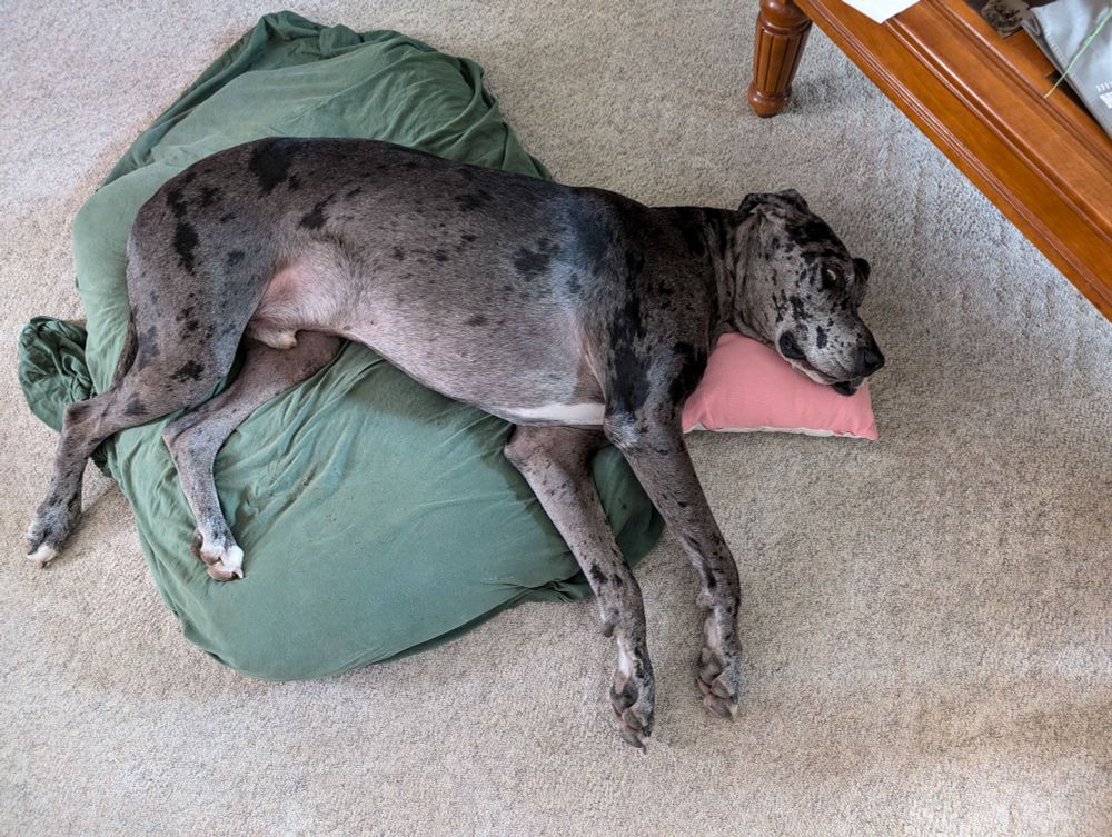 Merle great dane sprawled haphazardly on a too small bed. With a pillow!