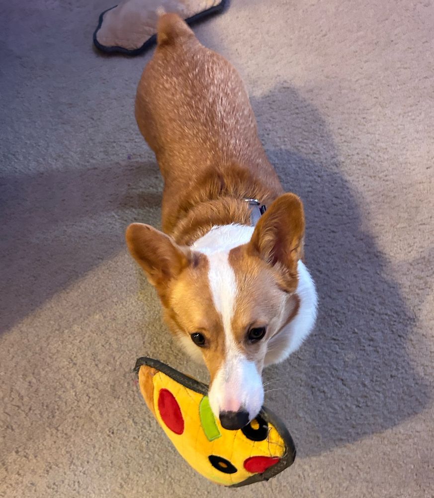 Pembroke Welsh Corgi (Picasso) holding a stuffed slice of pizza in his mouth 🍕