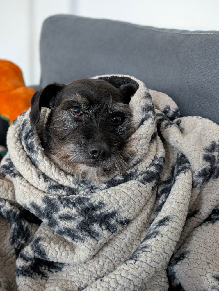 A cute, small black terrier wrapped in a blanket partially sitting up on a couch