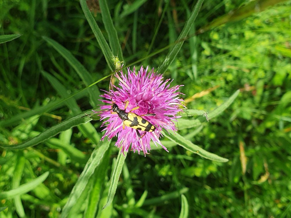 Spotted longhorn beetle
