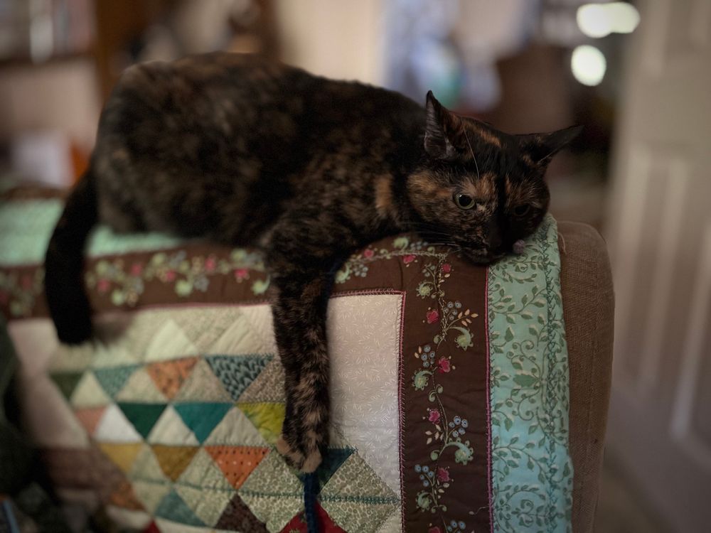 Piper the tortie relaxing sprawled over the arm of the sofa, looking a little bit thoughtful. 