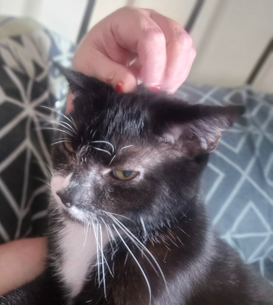Billy, a black and white cat being scratched on the head, sat on a pillow 