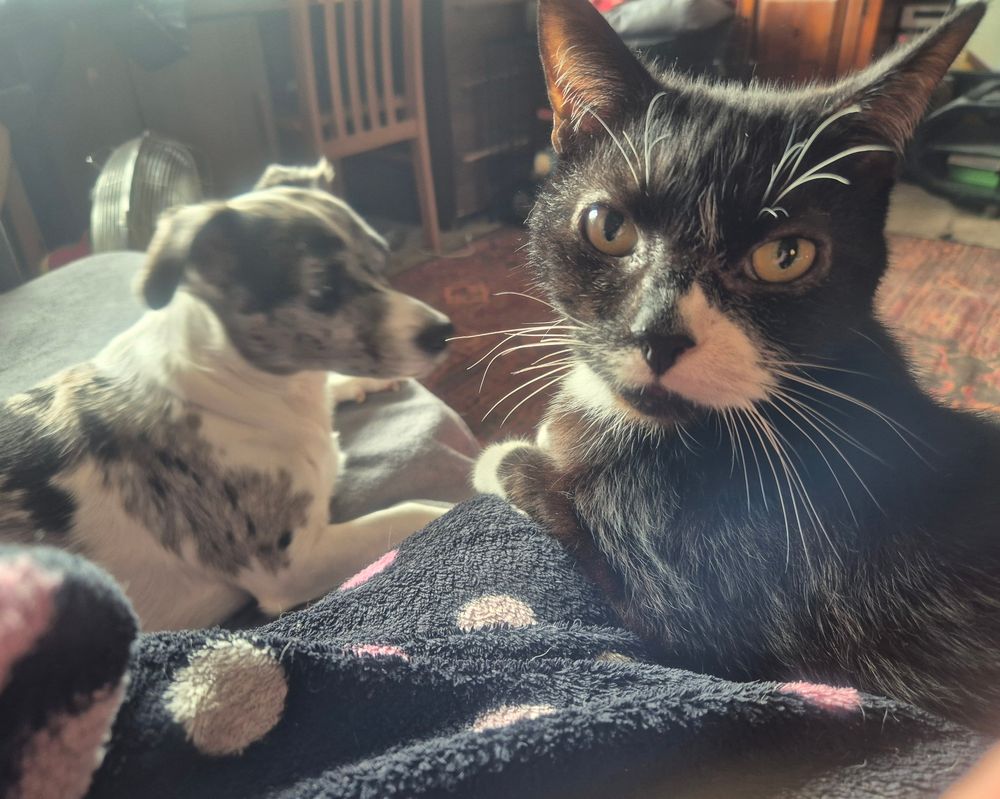 I'm sitting on the sofa, with Billy, a black and white cat on my lap. Dave a blue merle jack russell, is to the left of me