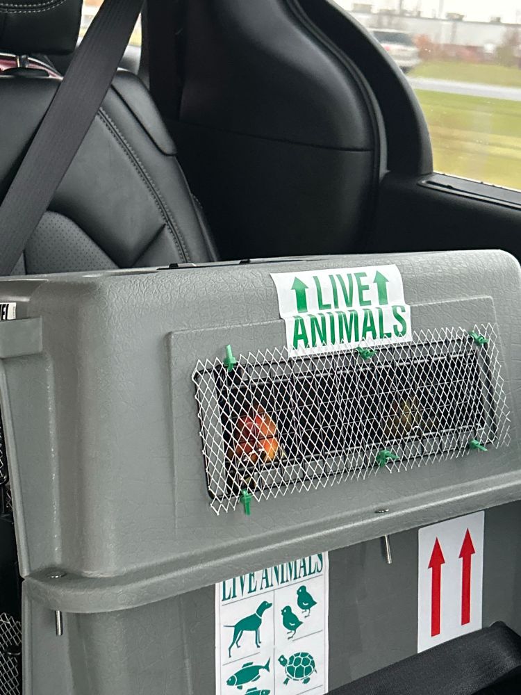 sherbet (fischers lovebird) in her TSA approved carrier 