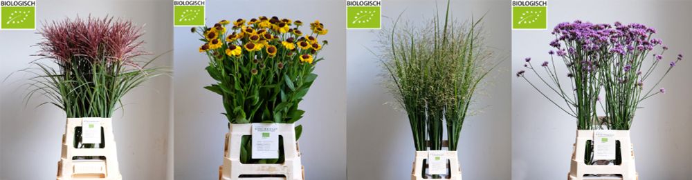Vier klokfrontfoto's van bloemen in veilingemmers. V.l.n.r. Miscanthus, Helenium, Panicum, Verbena.