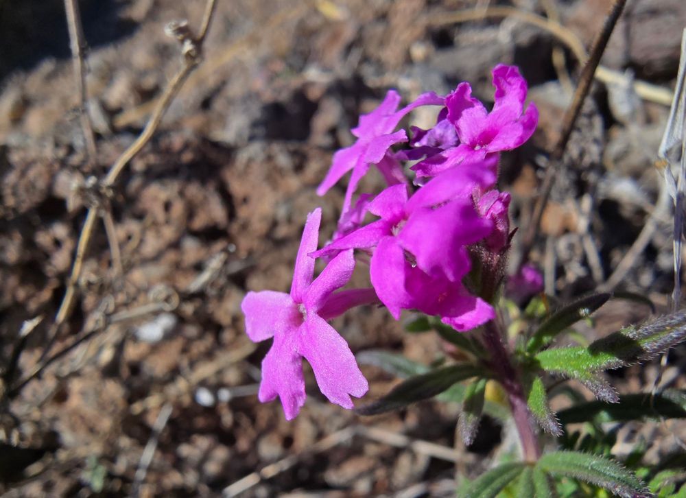 Western Vernana bloom late and early in wildflower season.