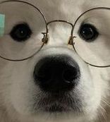 Samoyed with glasses.