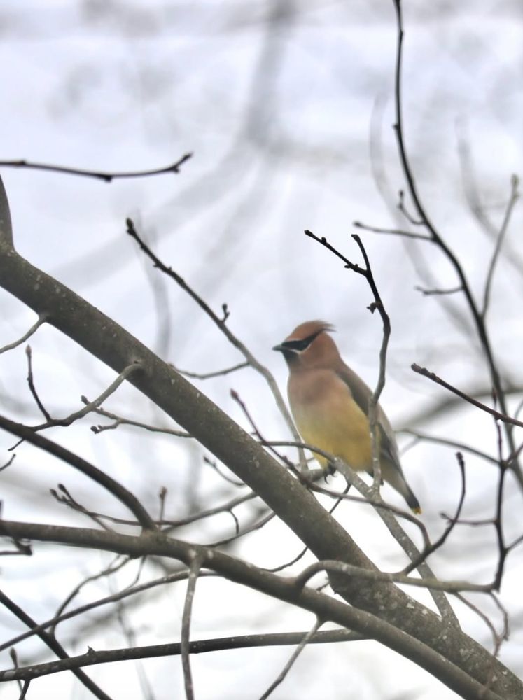 A Cedar Waxwing sits on a branch against an empty white sky, contemplating his crimes.