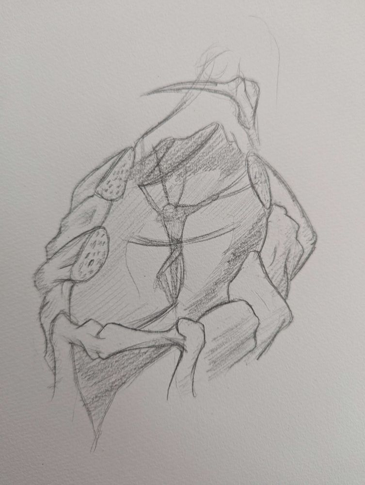 A sketch depicting a ribcage-like enclosure. Inside, Oyuun is suspended in the air by sinew. 