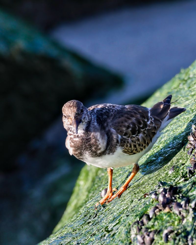 Downward view of a ruddy turnstone walking along a jetty covered in green moss.