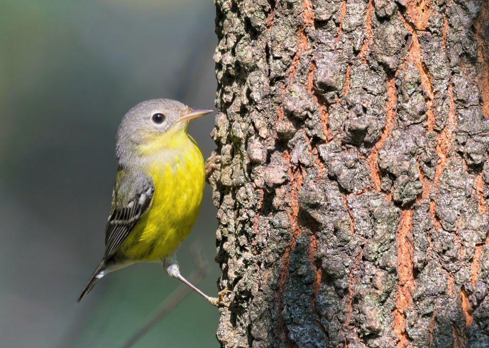 Small bird with gray back and yellow belly perched on tree trunk. 
