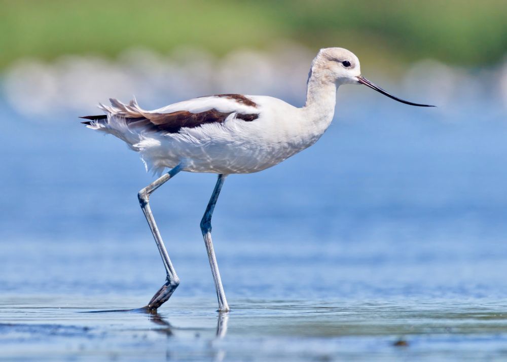 Eye-level view of large, white shorebird with upward-curved bill in blue water with green background across top of image.