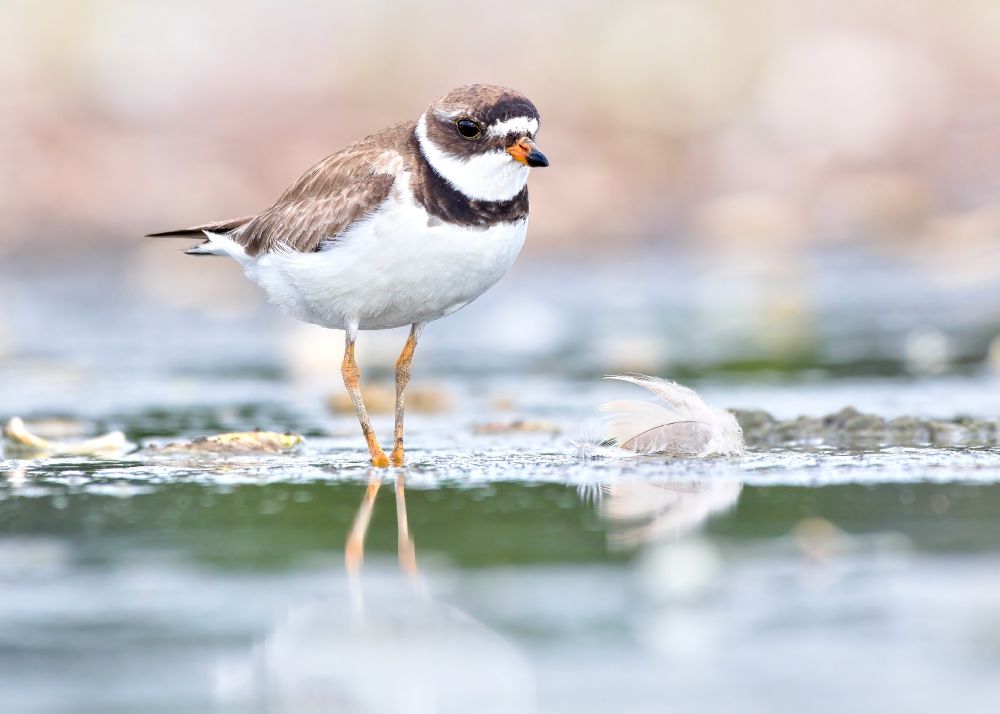 Eye-level view of plover with white belly and brown back in shallow water against pink background.