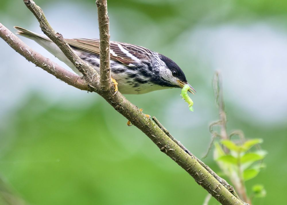 Small bird with black cap and black streaks on its breast, pictured with green caterpillar in its mouth. 