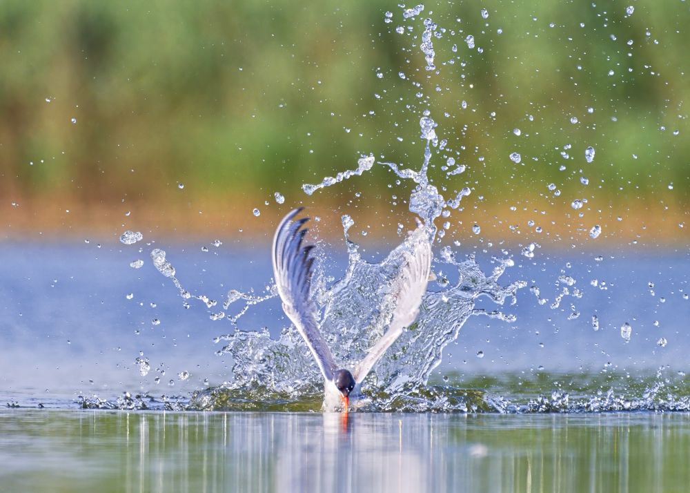 Eye-level view of a Forster’s tern diving into a lake against a green background, with water splashing up around its wings.