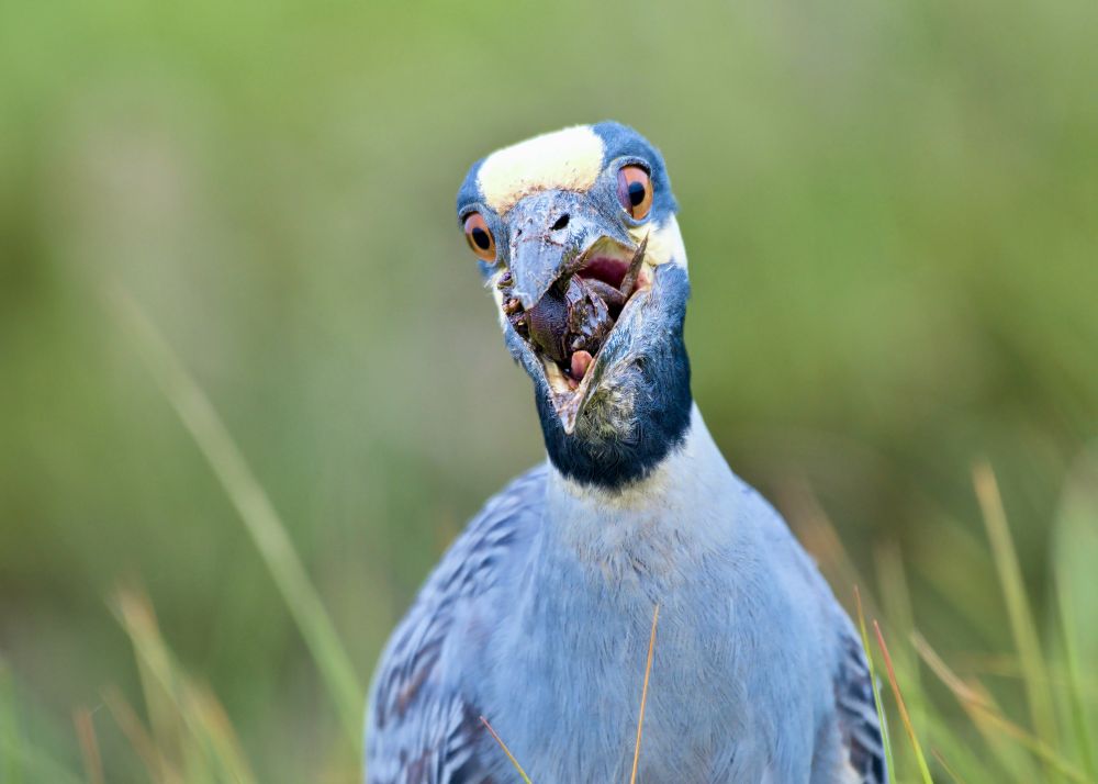 Yellow-crowned night heron pictured against a green background with a crab visible in its open mouth. 