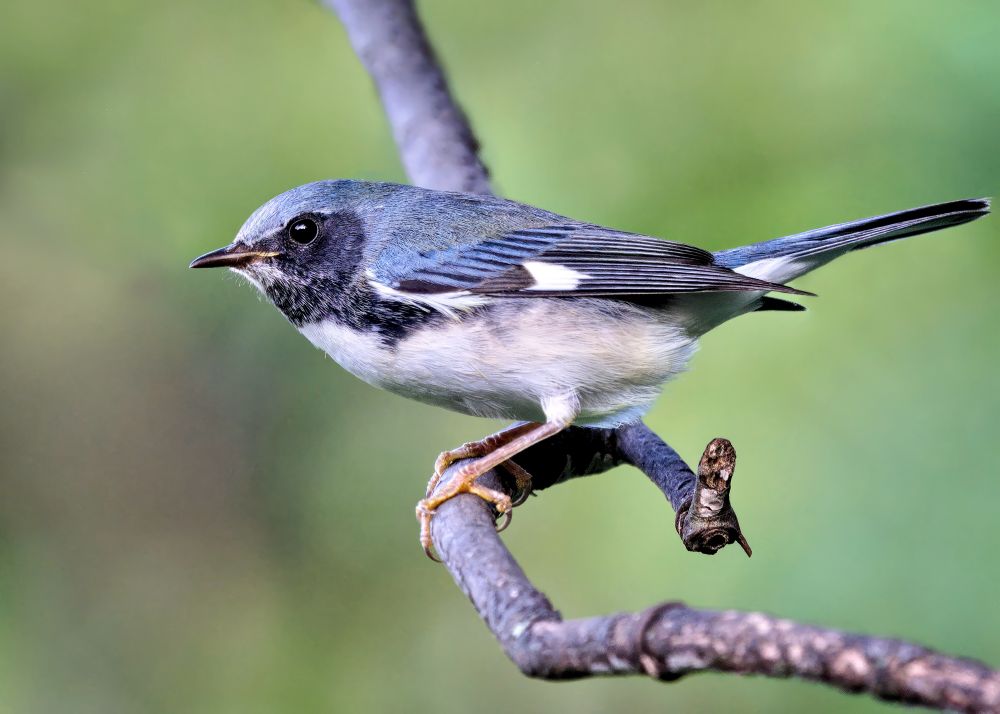 Closeup of small bird with blue back, black throat and white belly perched on branch against green background.