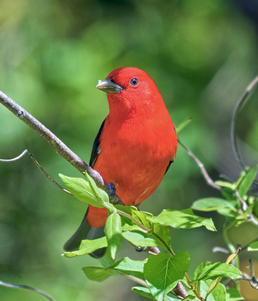 A bright red bird with black wings perches on a branch against a green background.