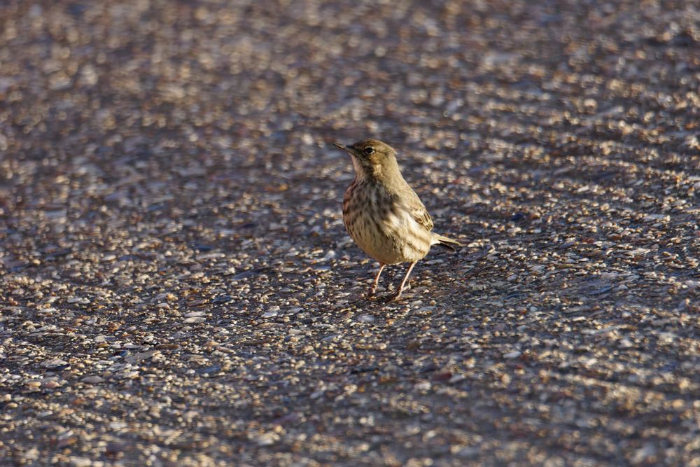 Rock pipit