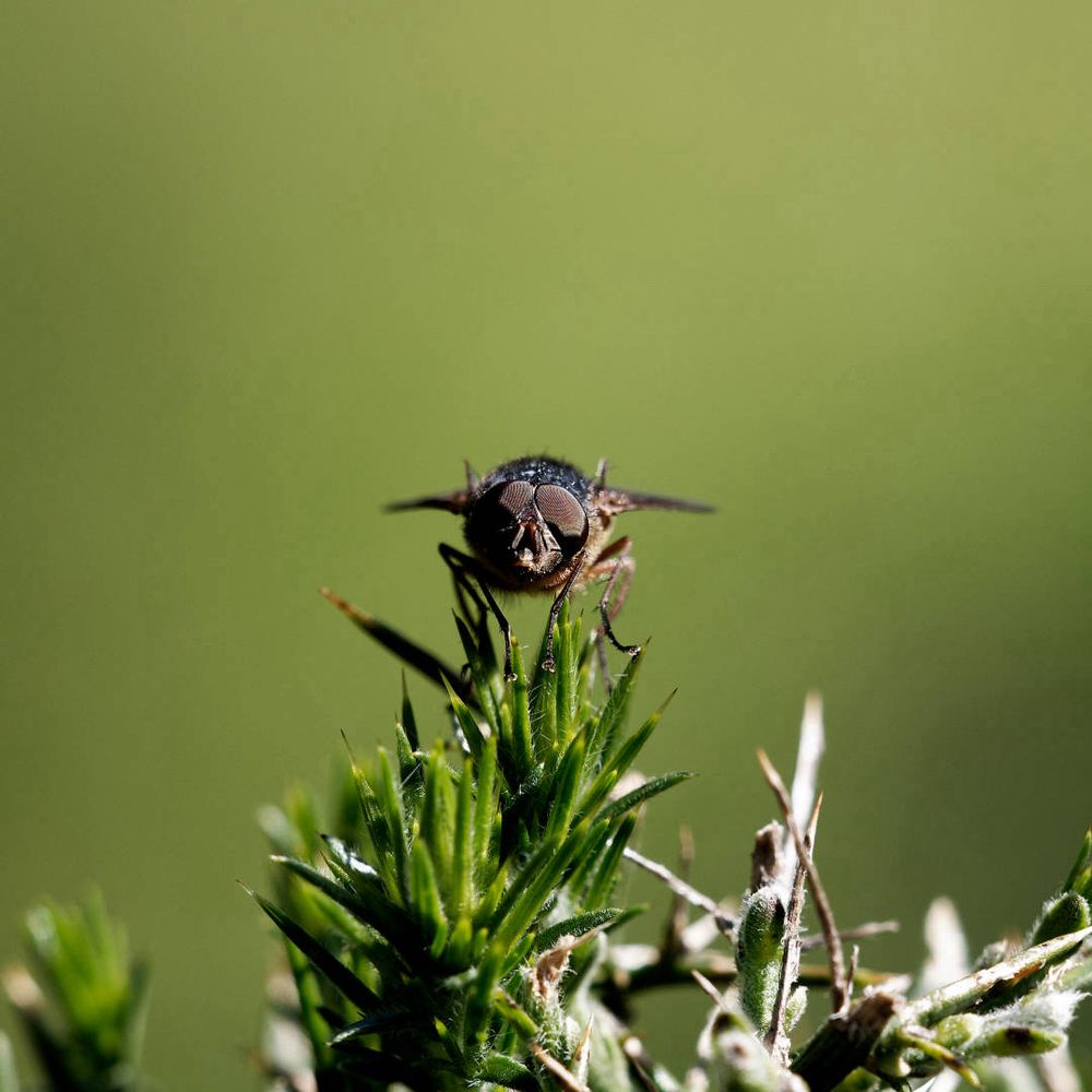 A bush fly rests on a spiky bush giving me the eye.  Flys don't only dine on the faeces they encounter but they love nectar too and so do some pollenating as well.