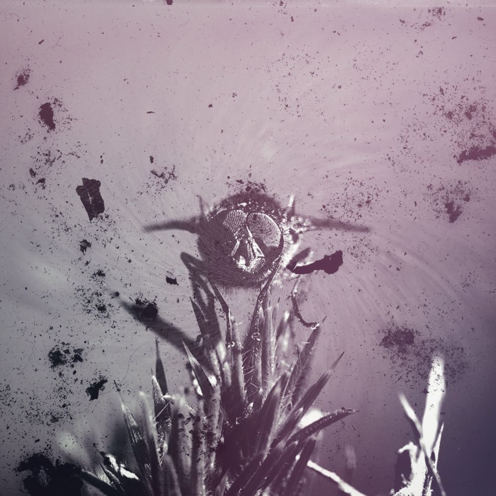 grubified grungedand dirty version of image 2: this is the way we most often see 'em.