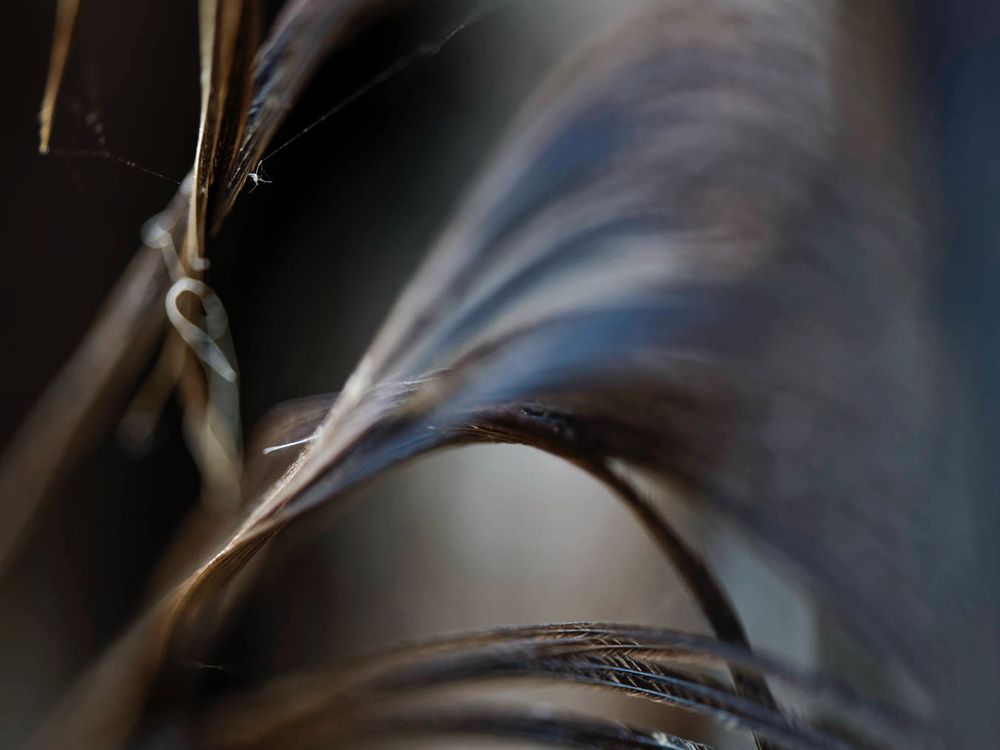 an abstract image of a well worn feather with limited focus on a few barbs that curve and form a wave.