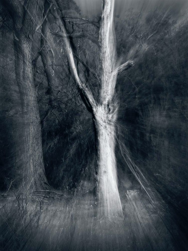 a zoom intentional camera movement black and white image of a white grey dead tree central with a live tree trunk inth mid ground all backed by dense scrub. Overall the effect is to make the dead tree appear quite spooky