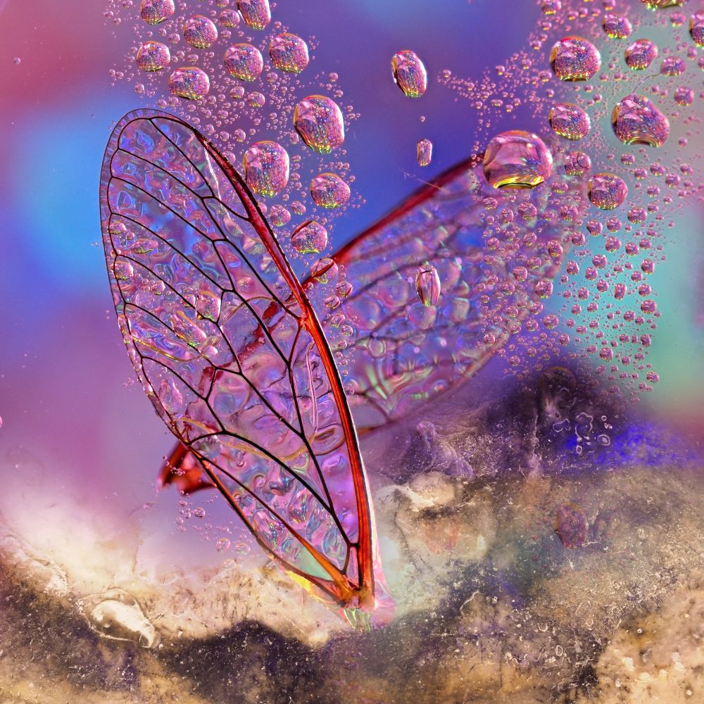 a compiste image with a pair of cicada wings appearing to sink in a pinkish carbonated liquid with what appears to be bubbles floating off gem and a crust mudsy benthis which is actually he insude of a mollusc shell